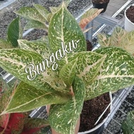 Aglaonema Tiara Putih