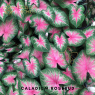 US Caladium Rosebud【CALADIUM】
