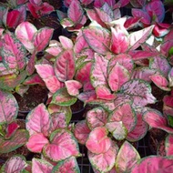 OEM Aglaonema Catrina Tanaman -