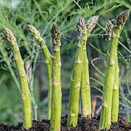 Asparagus Seeds / Vegetables Seeds - King