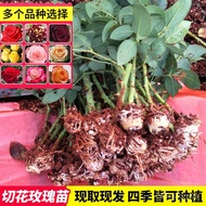 Rose Seedlings Everblooming Indoor and Outdoor Green Plant Potted Flowers Chinese Rose Seedlings Fresh Cut Rose Climbing