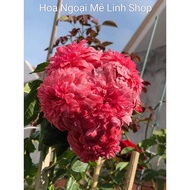 Rosarium Climbing Rose Mysterious Beauty Attracts Eyes-Hoangoaimelinh