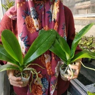 Dewasa -Anggrek Bulan Taiwan