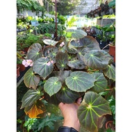 Begonia spp/Begonia/Exotic plant/house plant collector