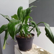 Peace Lily plant - spathiphyllum