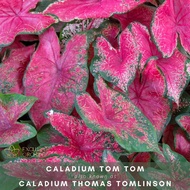 US Caladium Tom Tom 【CALADIUM】