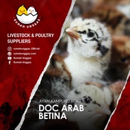 DOC ARAB BETINA (Bibit Ayam Arab)
