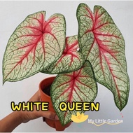 MLG - Caladium White Queen 白女皇｜Caladium Keladi 彩叶芋