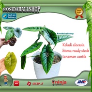 Alocasia bisma tanaman hias alocasia