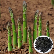 Asparagus Seeds / Vegetables Seeds - Ready Stock