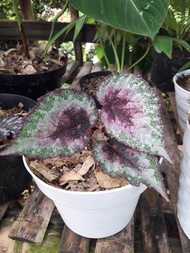 tanaman hias begonia Rex pelangi