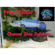 CHANNA 5cm PULCHRA 10 BLUE Ekor