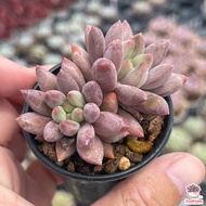 Sedum Red dragonfly ไม้อวบน้ำ กุหลาบหิน Cactus&Succulent หลากหลายสายพันธุ์