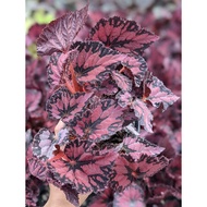 Begonia Red Robin - Easy Care House Plant