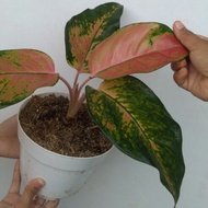 Aglaonema Kochin Tembaga