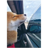 柴犬Nana X 阿楞的萌日誌
