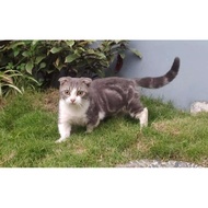 Kucing Munchkin Gaelich (kucing cebol)