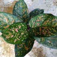 Tanaman Hias Aglaonema ruby