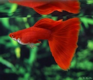 Albino Full Red Guppy Live Fish Aquarium