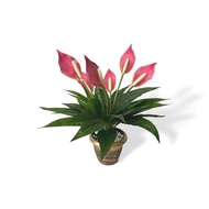 Plant Peace Lily bushes in a plastic pot Aplant620