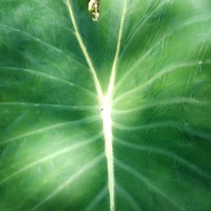 colocasia nancy บอนนอกสวยๆ