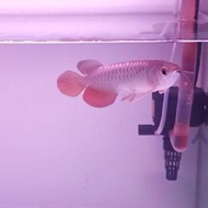 Arwana golden red HB 25cm