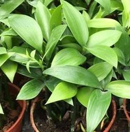 一禪種苗園-<竹柏>一種日本艾草--喬木-3吋盆
