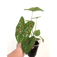 【Real Live Plant】 Caladium Bicolor Florida Clown Plant 五彩芋 卡拉双色小丑 植物 叶子盆栽 Keladi