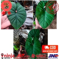 Alocasia Bisma termurah