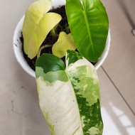 phillodendron burle marx variegata