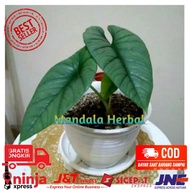 Bonggol Alocasia Bisma termurah