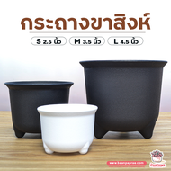 กระถางขาสิงห์ กระถางแคคตัส กระถางกระบองเพชร กระถางไม้อวบน้ำ