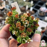 Crassula Emerald ไม้อวบน้ำ กุหลาบหิน Cactus&Succulent