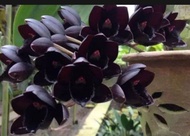 ANGGREK DEWASA bunga hitam papua