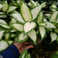 aglonema diven tisu/blanceng tisu