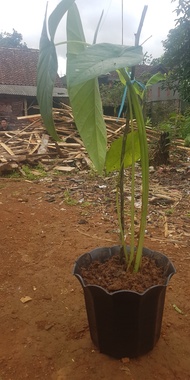 Bisma alocasia
