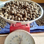 bibit porang dari katak1kg bibit porang katak super tanaman porang asli