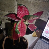 aglonema bonggol aglonema suksom jaipong