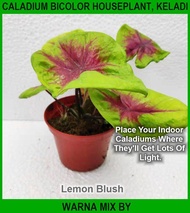 Caladium Bicolor Houseplant, Keladi Warna Mix By