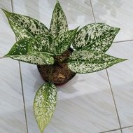 Aglaonema Snow White