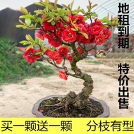 Boutique Begonia Flower Potted Flowering Cold-Resistant Begonia Flower Bonsai Balcony Flower Green Plant Shaped Begonia