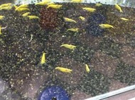 ◎小霖雜舖◎~大魚的活餌飼料-黃金米蝦(金背款)