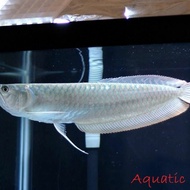 ikan arwana silver brazil 50cm
