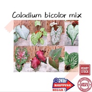 (GG Real Plant) caladium bicolor mix ^ Pokok keladi hidup hiasan rumah viral live indoor houseplant kebun bunga garden