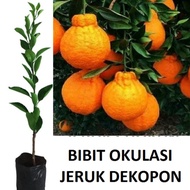 bibit jeruk dekopon