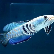 Ikan Channa Blue Pulchra 10-12cm
