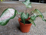 Caladium rare/keladi cantik~ beauty caladium ~indoor plant