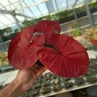 Keladi red dragon (hanya bonggol) 100pcs seed plant seed Caladium
