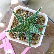 Succulent ไม้อวบน้ำ Aloe hybrid อโล ไฮบริด ไม้ชำหน่อ