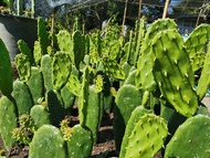 โอพันเทียเสมา ใบเสมา ตัดสด 1 ตอ cactus กระบองเพชร แคคตัส ไม้อวบน้ำ ตอกราฟ ไม้กราฟ ตอราคาถูก เสมา